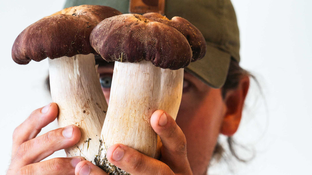 Två händer syns hålla ett fint exemplar av jättekragskivling, en gourmetsvamp som är omtyckt av många finsmakare världen över.