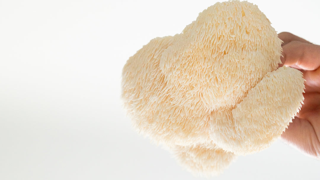 Hur odlar jag svamp?