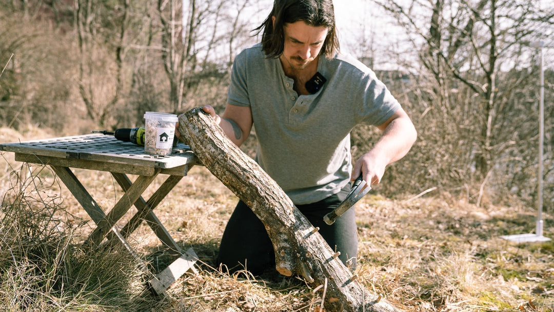 Allt du vill veta om svampodling på stock