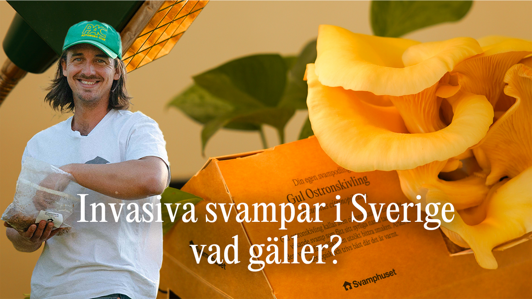 Svamphuset reder ut vad som gäller för odling av invasiva svampar i Sverige