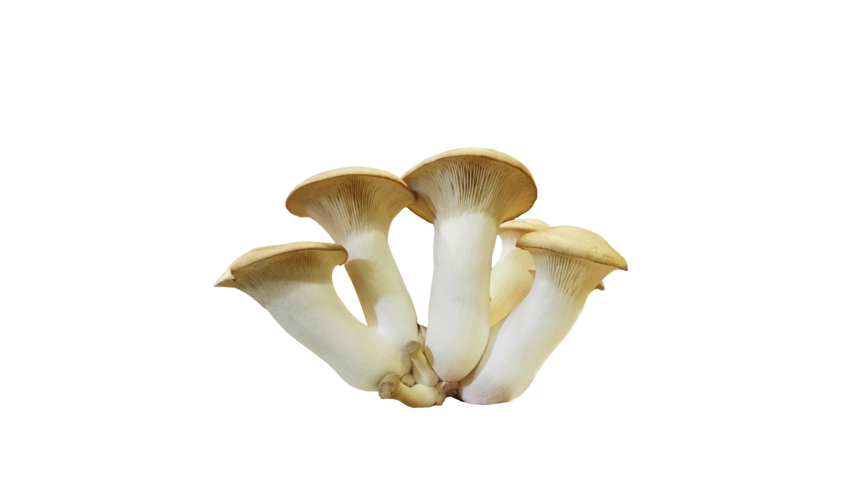 Königsausternpilz
