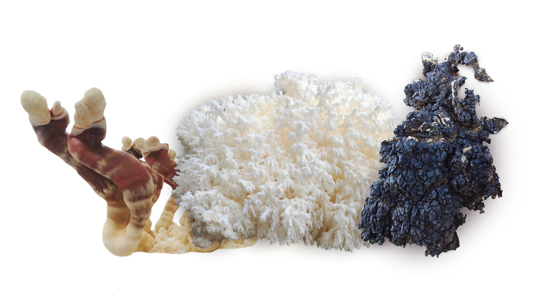 Övriga Svampar såsom Reishi och Sprängticka