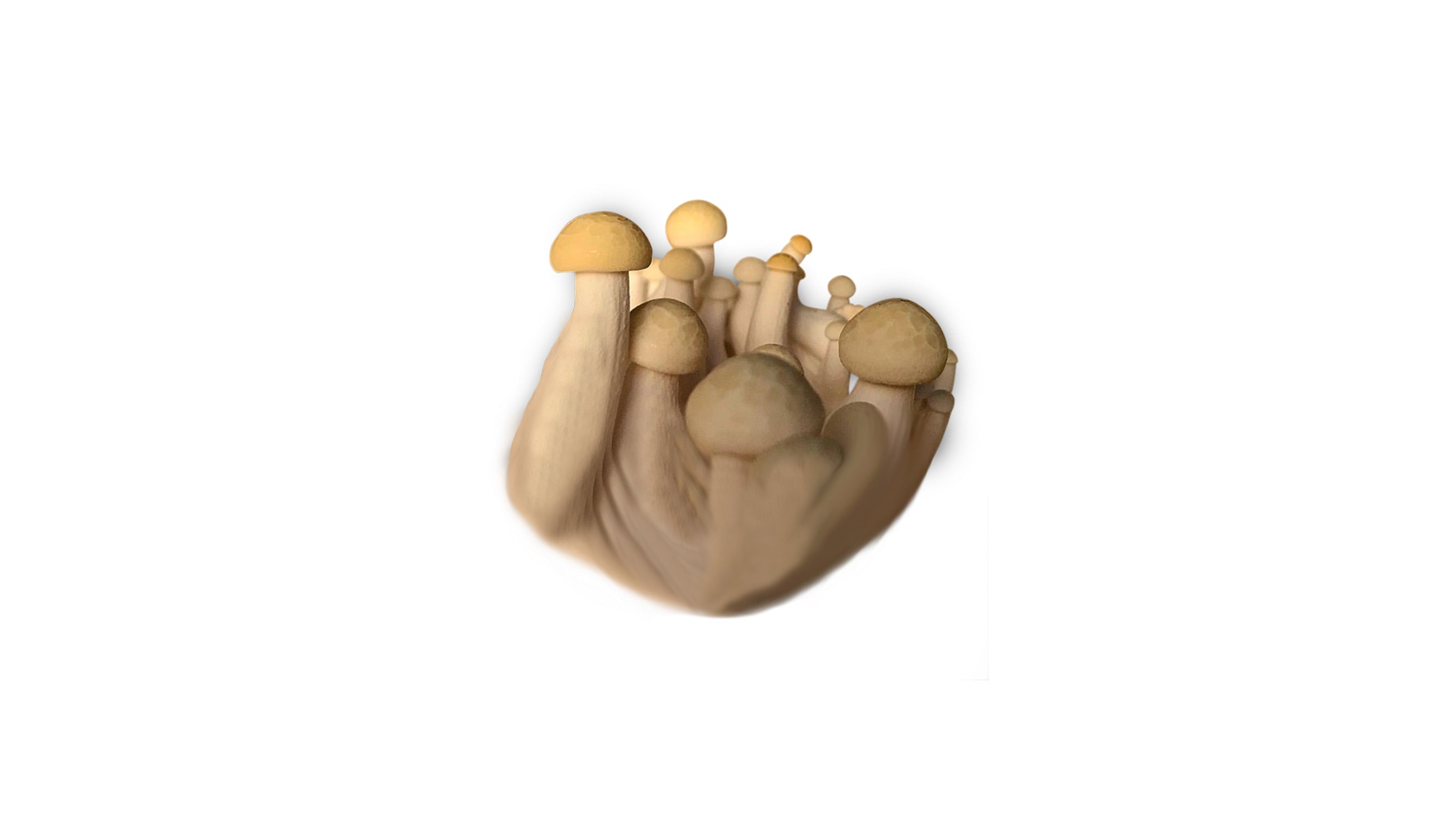 Shimeji-Pilz