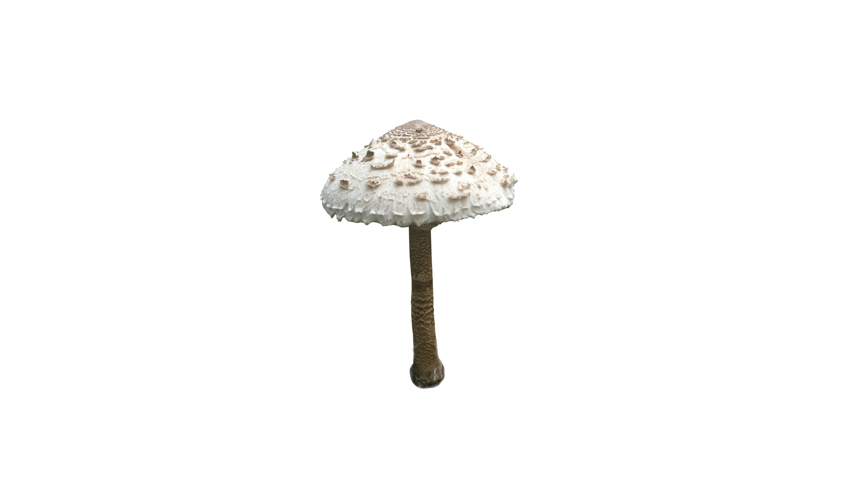  Wild Nature Parasol Mushroom 蕈 jcatwn2p_1200x1200_crop_center