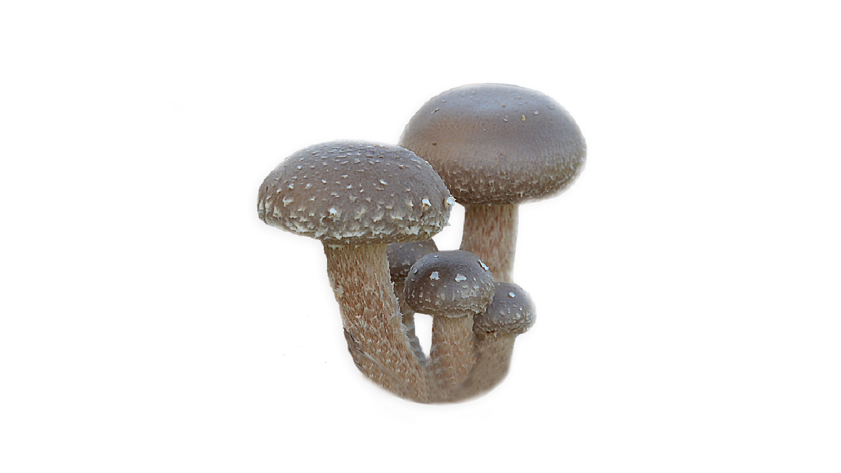 Shiitake-Pilz