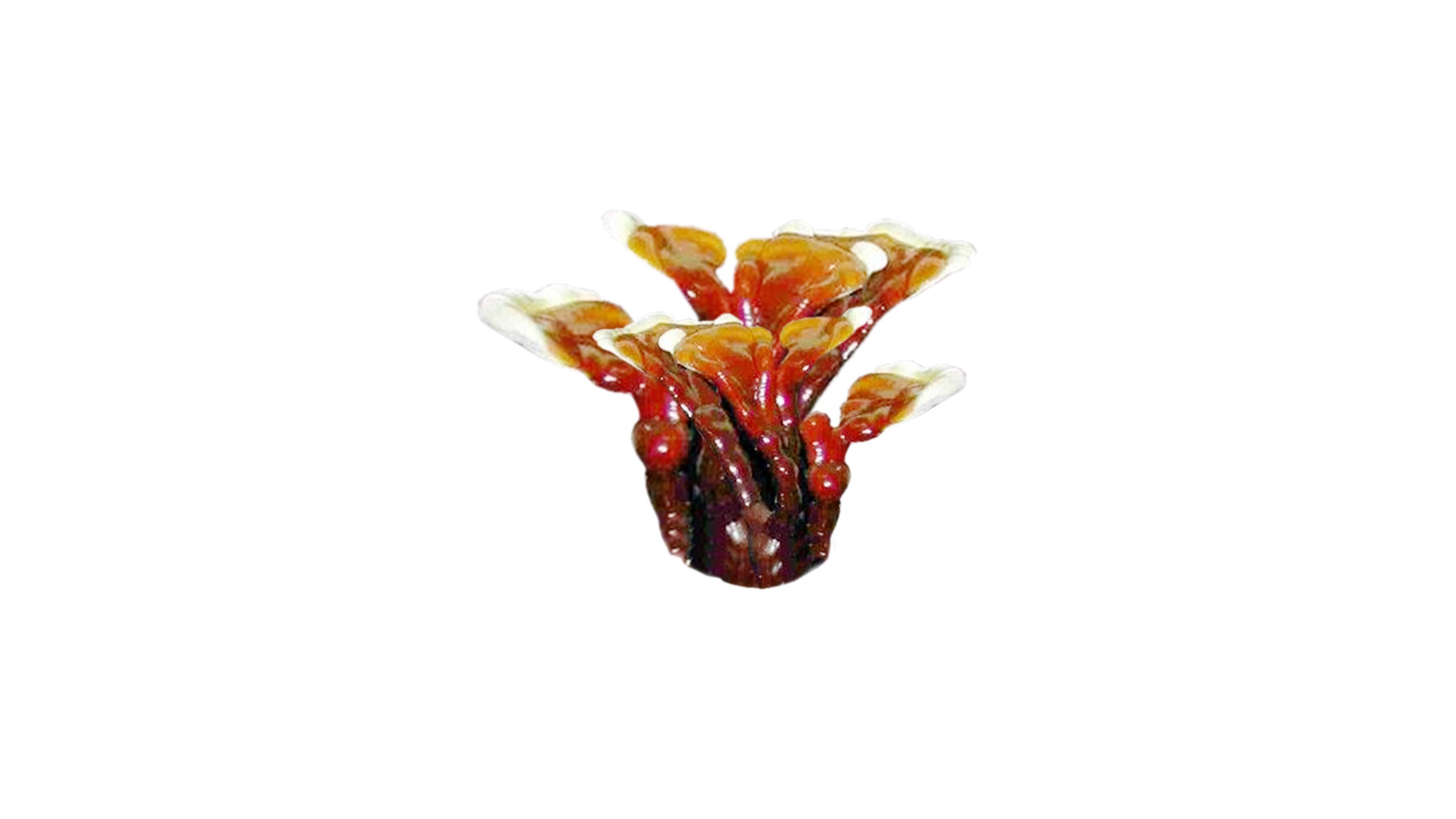 Reishi-Pilz