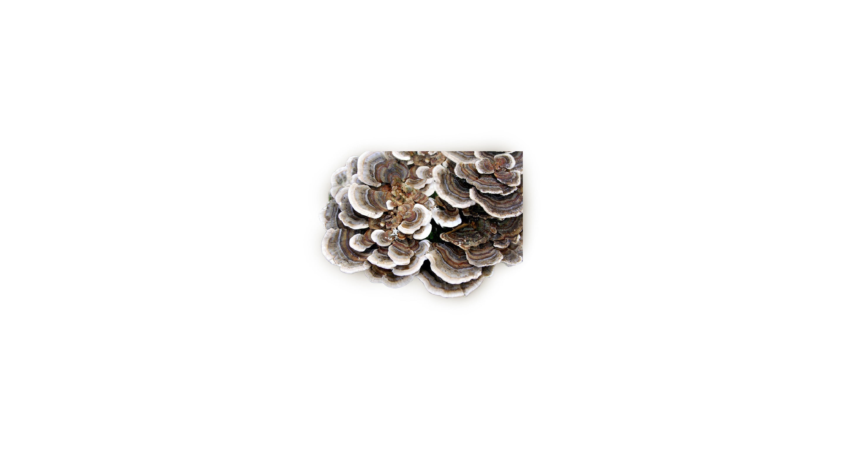Schmetterlingstramete (Turkey Tail)