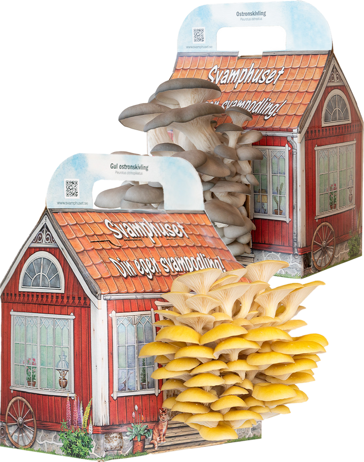 2 x Svamphus 10% Mängdrabatt Svamphus-kit Svamphuset Svamphus orginal