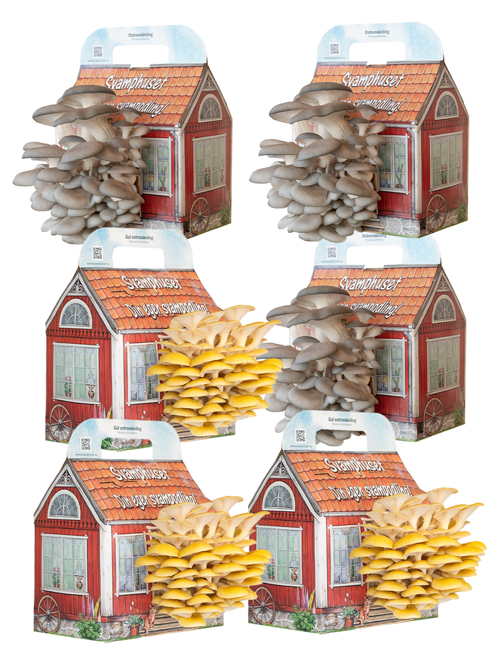 6 x Svamphus 30% Mängdrabatt Svamphus-kit Svamphuset Svamphus orginal