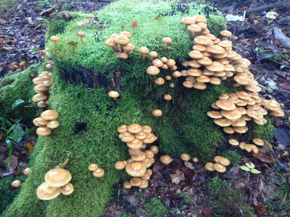 Föränderlig tofsskivling (kuehneromyces mutabilis) - Mycelplugg Mycelplugg Min butik