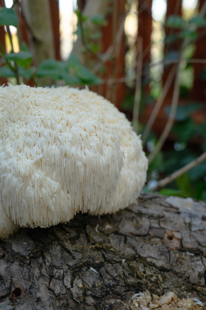Igelkottstaggsvamp (Lions Mane) - Stockodlings-kit (Hericium erinaceus) Stockodlingskit Snabbväxande Min butik