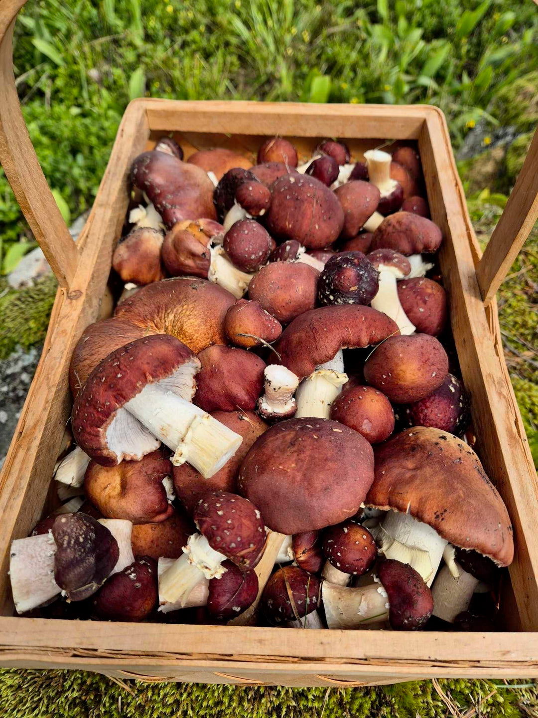 Jättekragskivlings-kit för trädgårdsodling Trädgårdsodling Min butik