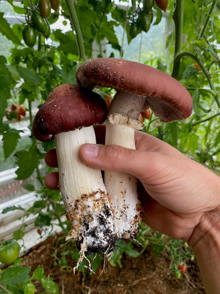 Jättekragskivlings-kit för trädgårdsodling Trädgårdsodling Min butik