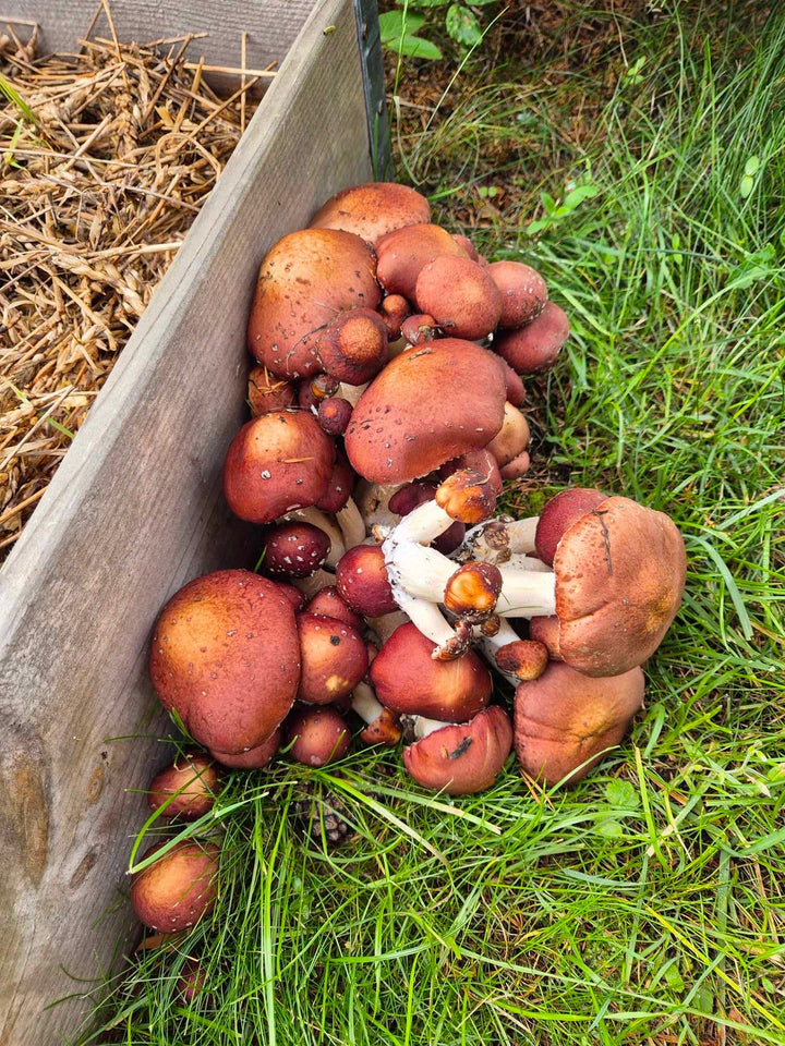 Jättekragskivlings-kit för trädgårdsodling Trädgårdsodling Min butik