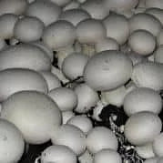 Champinjon (Agaricus bisporus var. bisporus) - Flytande Mycel Flytande Mycel (LC) Min butik