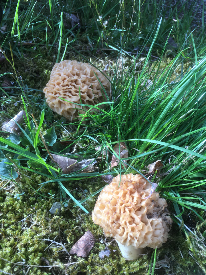 Rund toppmurkla - Grain Spawn (Morchella esculenta) Grain Spawn Min butik