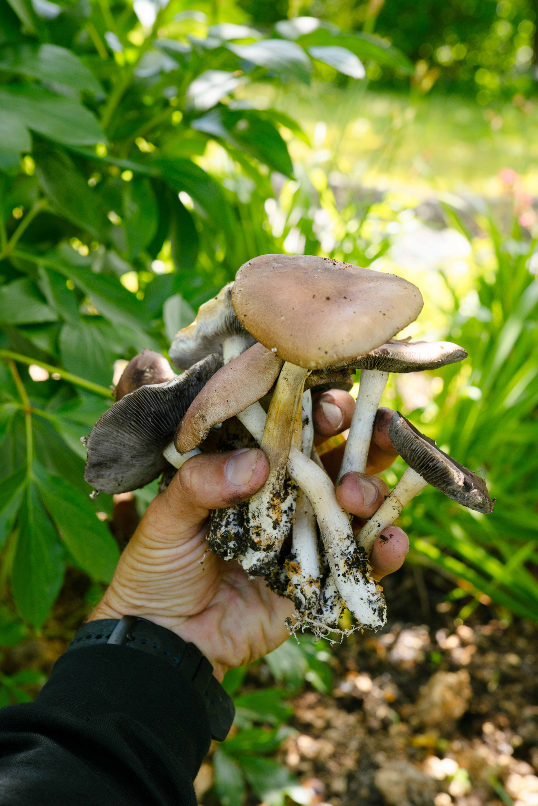Jättekragskivlings-kit för trädgårdsodling Trädgårdsodling Min butik