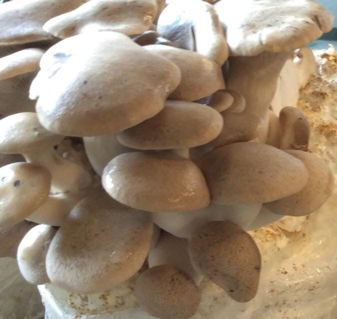 Shimeji - Snabbväxande mycel (Hypsizygus tessulatus) Snabbväxande mycel Min butik