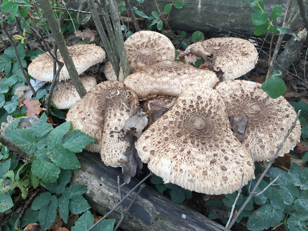 Stolt fjällskivlings-kit för trädgårdsodling Trädgårdsodling Min butik