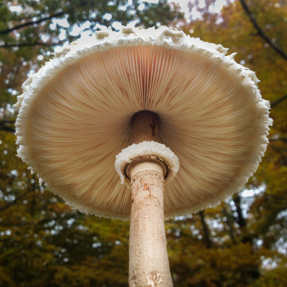 Stolt fjällskivling - Grain Spawn 1-5 kg (Macrolepiota procera) Grain Spawn Min butik