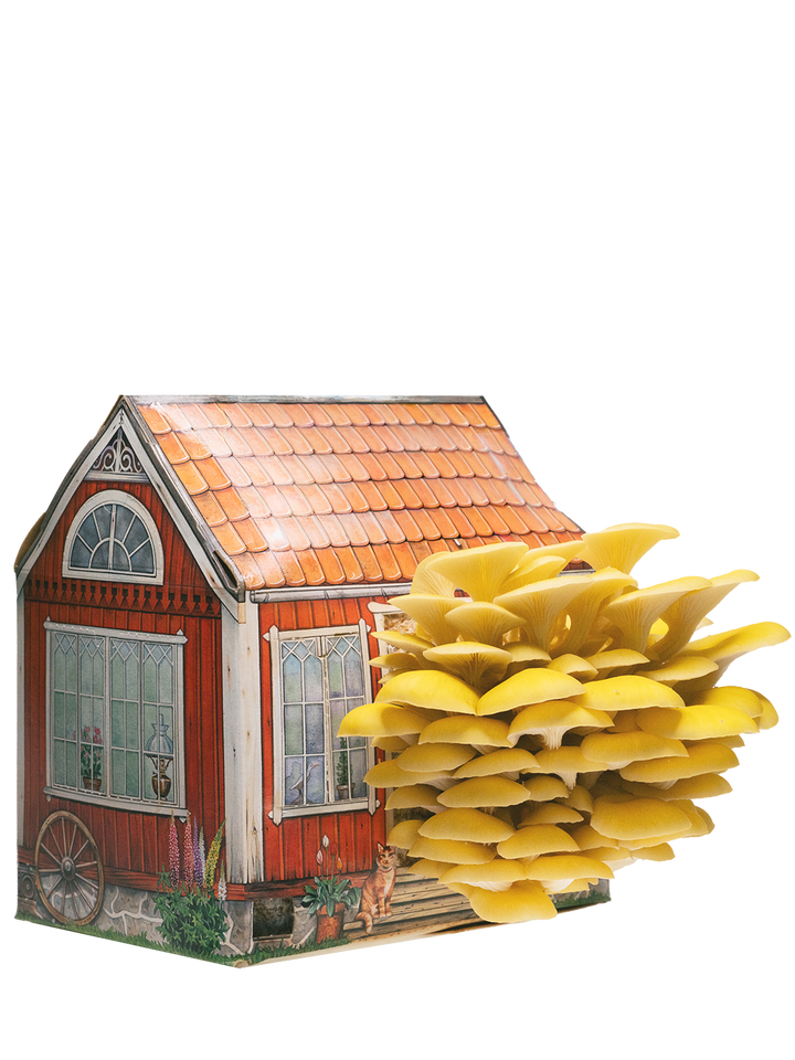 Svamphuset gul ostronskivling i en röd stuga för att odla svamp hemma på köksbänken