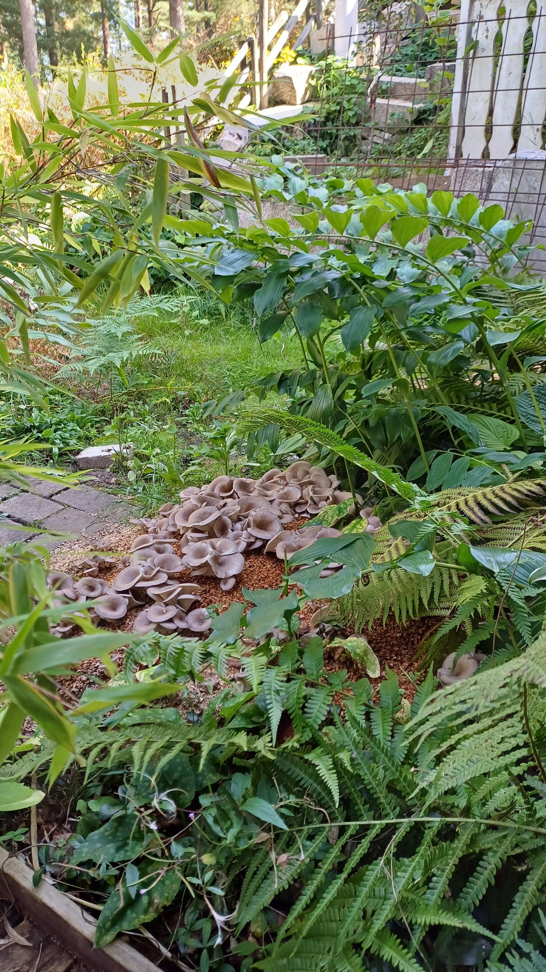 Grå ostronskivlings-kit för trädgårdsodling Trädgårdsodling Min butik