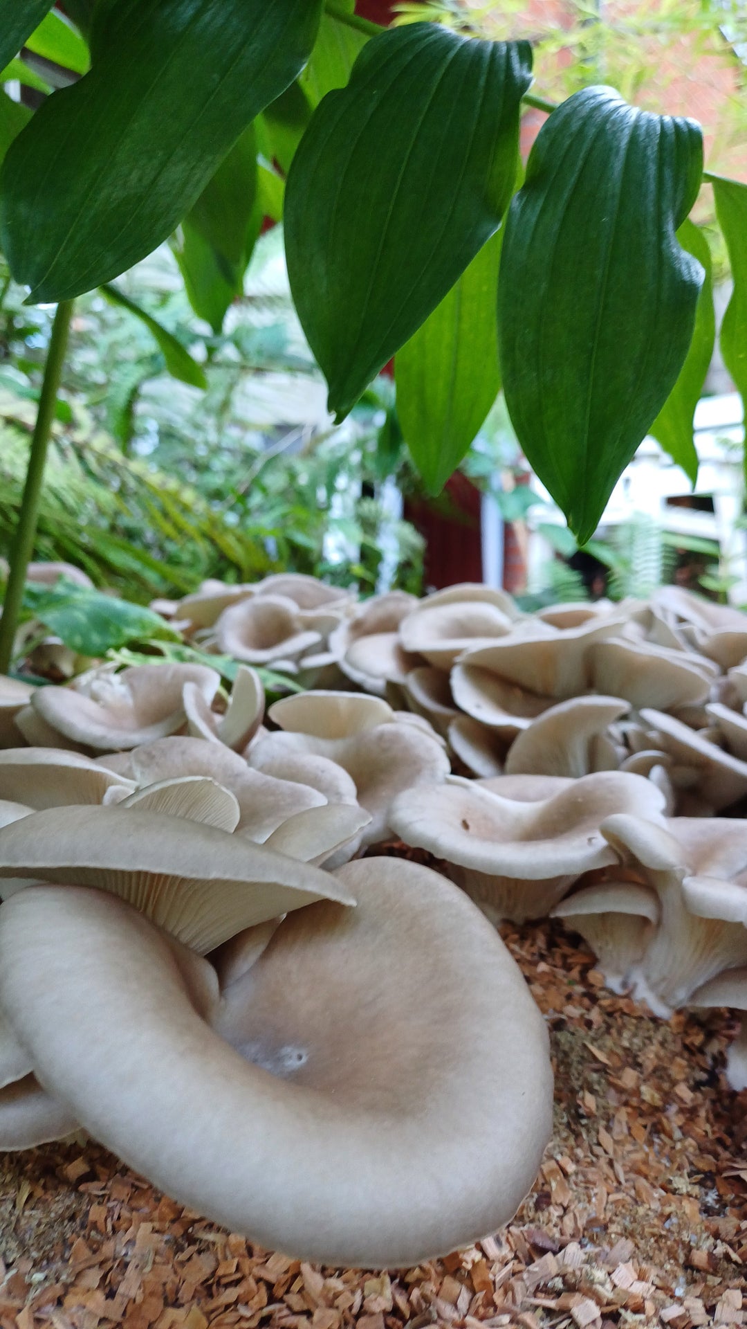 Grå ostronskivlings-kit för trädgårdsodling Trädgårdsodling Min butik