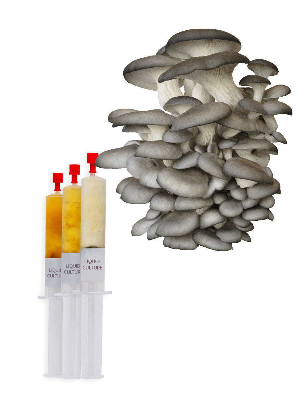 Grå ostronskivling (Pleurotus ostreatus) - Flytande Mycel Flytande Mycel (LC) Min butik