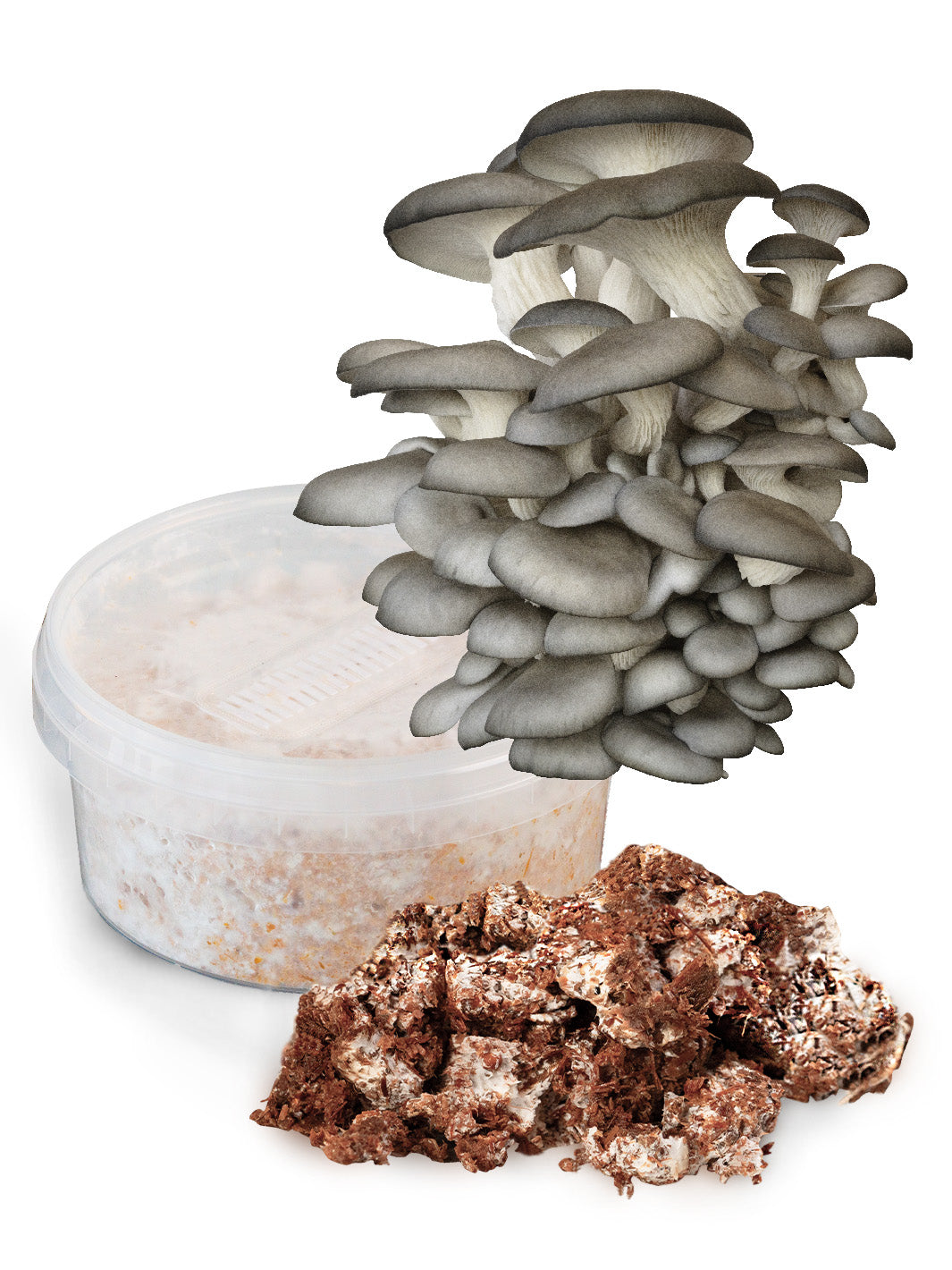 Ostronskivling - Snabbväxande mycel (Pleurotus ostreatus) Snabbväxande mycel Min butik
