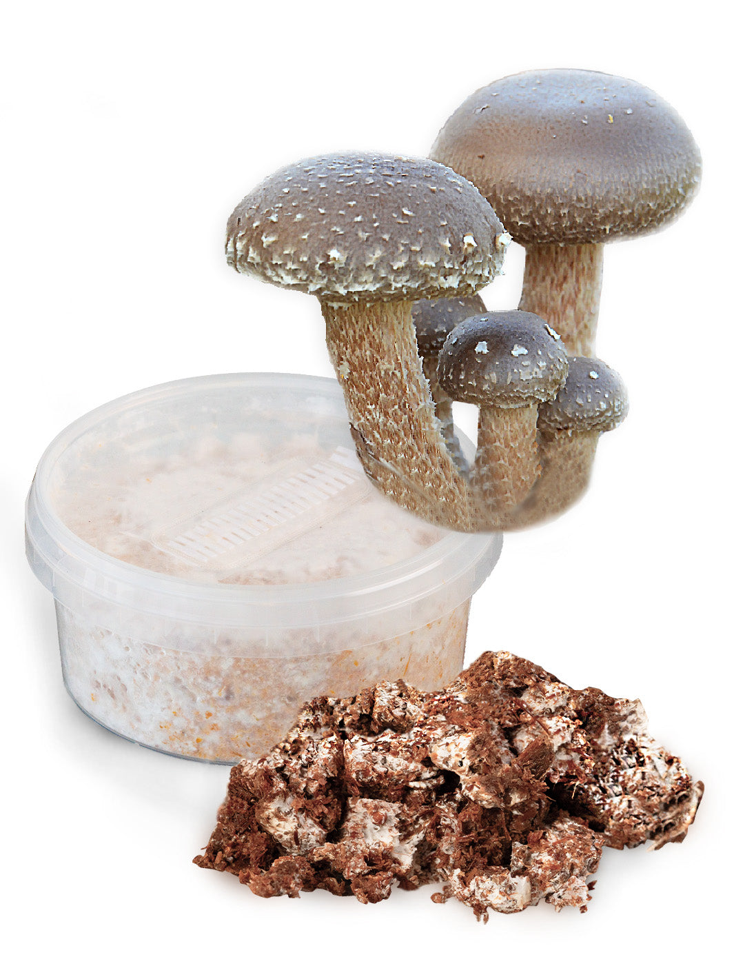 Shiitake - Snabbväxande mycel (Lentinula edodes) Snabbväxande mycel Min butik