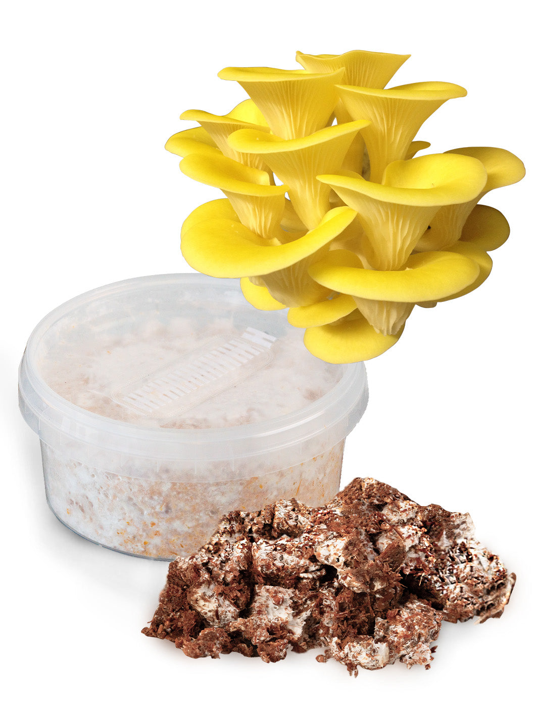 Gul ostronskivling (Pleurotus citrinopileatus) - Snabbväxande mycel Snabbväxande mycel Min butik