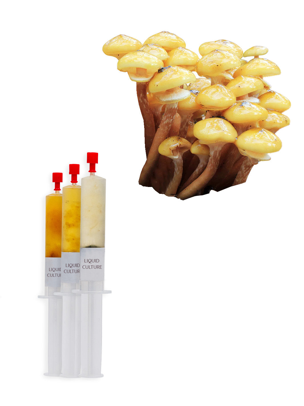 Honungsskivling (Armillaria mellea) - Flytande Mycel Flytande Mycel (LC) Min butik