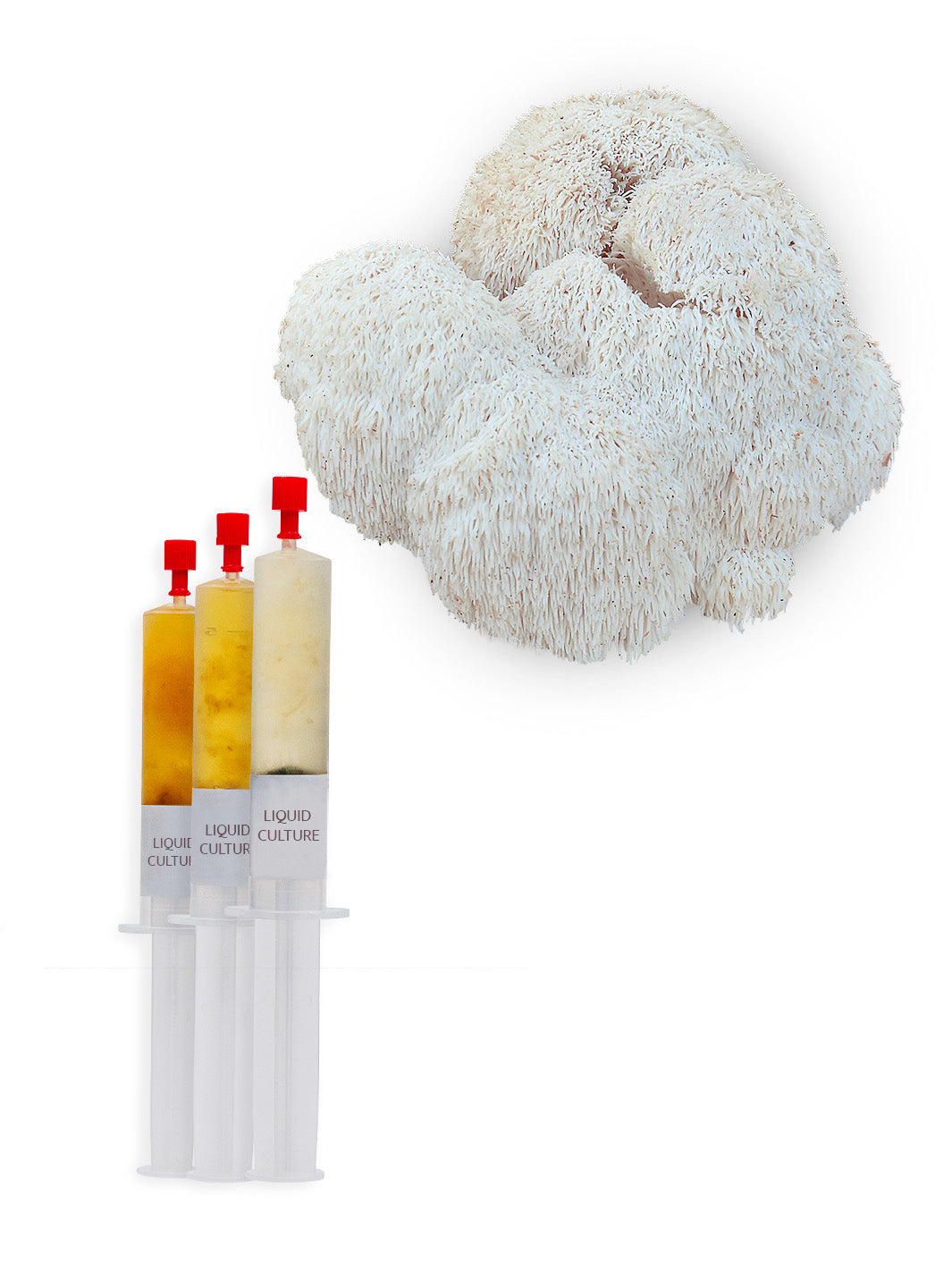 Igelkottstaggsvamp (Lions mane) - Flytande mycel (Hericium erinaceus) Flytande Mycel (LC) Min butik