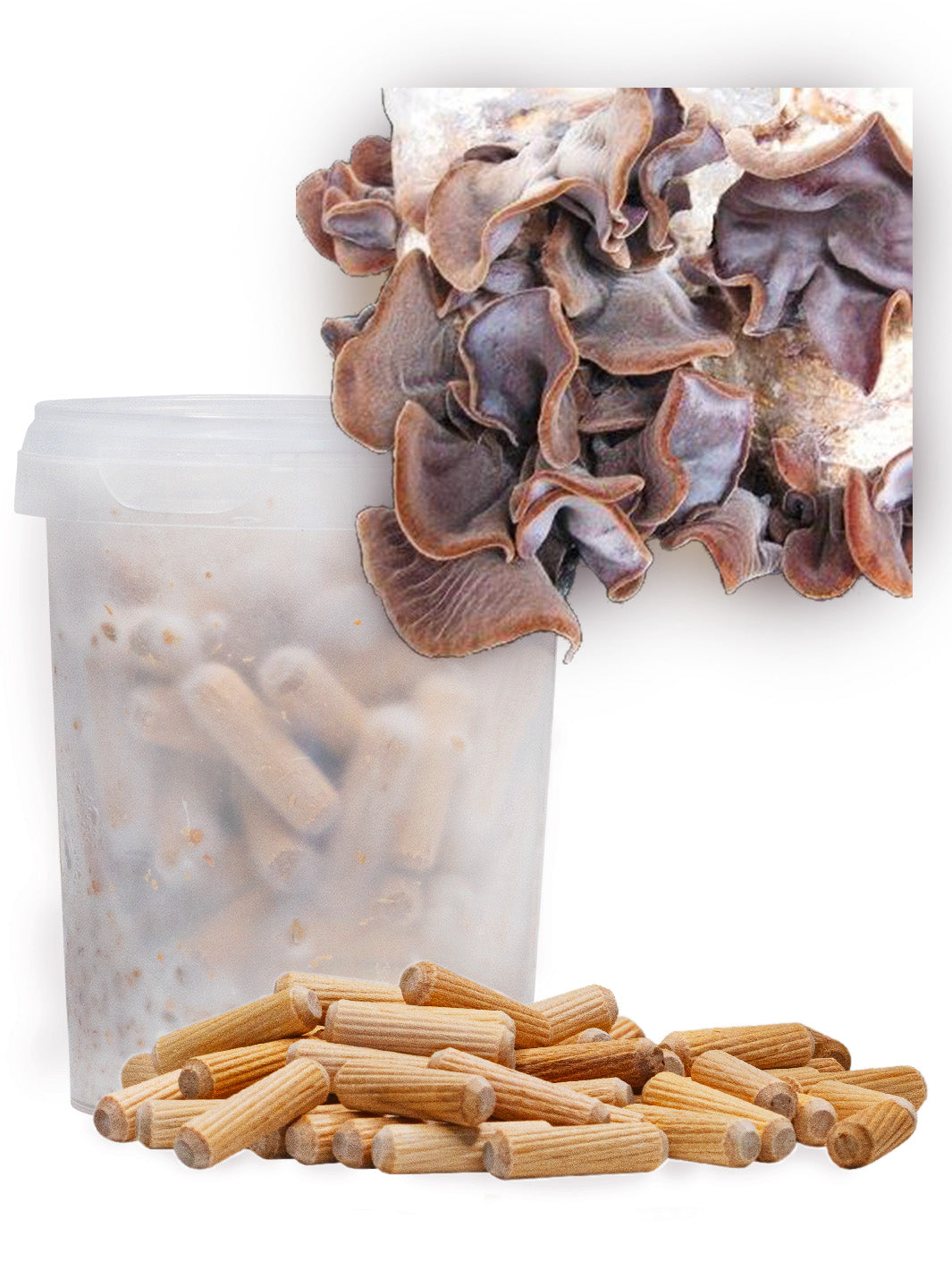 Judasöra (Auricularia auricula judae) - Mycelplugg Mycelplugg Min butik