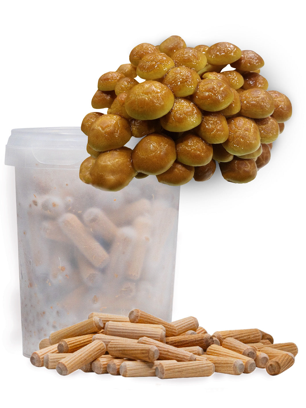 Nameko (Pholiota nameko) - Mycelplugg Mycelplugg Min butik
