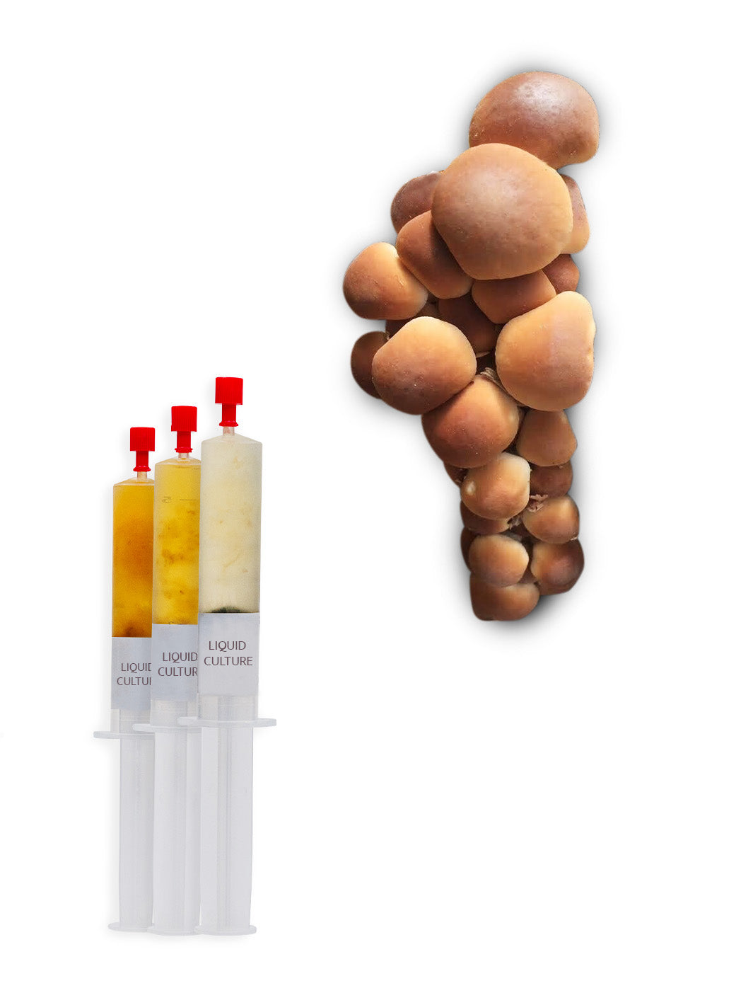 Poppelsvamp - Flytande mycel (Cyclocybe aegerita) Flytande Mycel (LC) Min butik