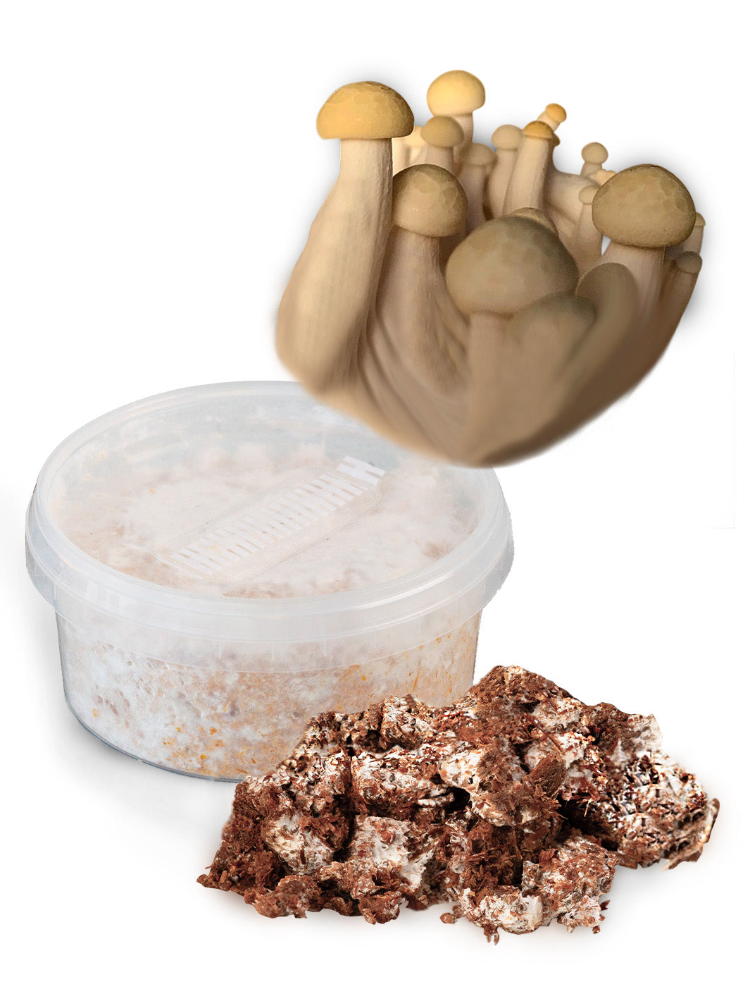 Shimeji - Snabbväxande mycel (Hypsizygus tessulatus) Snabbväxande mycel Min butik