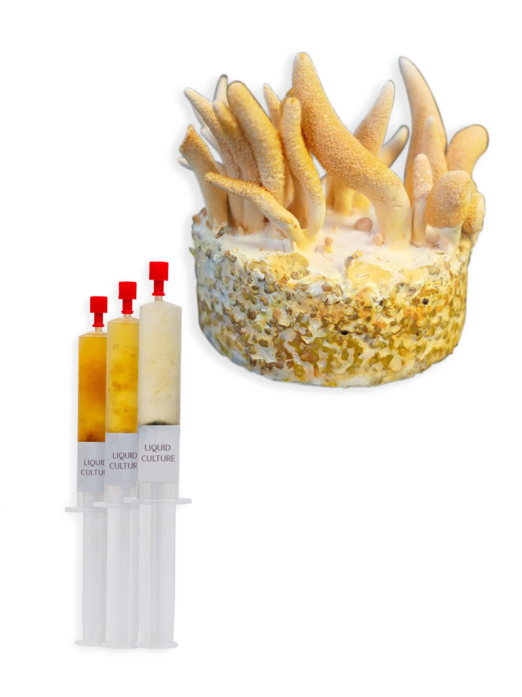 Röd larvklubba - Flytande mycel (Cordyceps militaris) Flytande Mycel (LC) Min butik