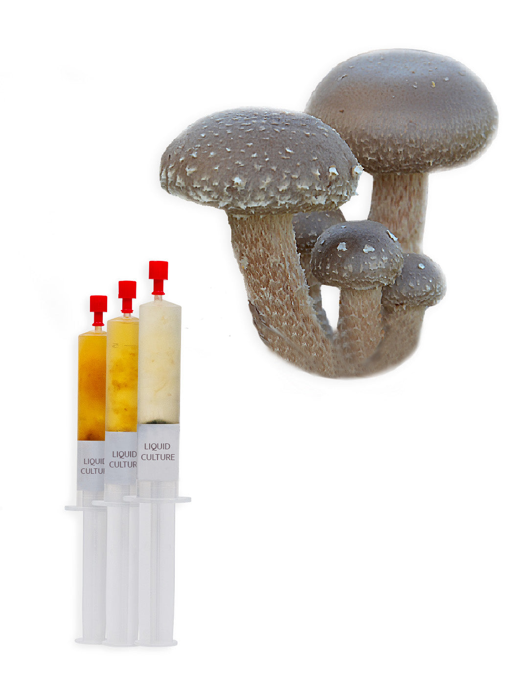 Shiitake - Flytande mycel (Lentinula edodes) S202 Flytande Mycel (LC) Min butik