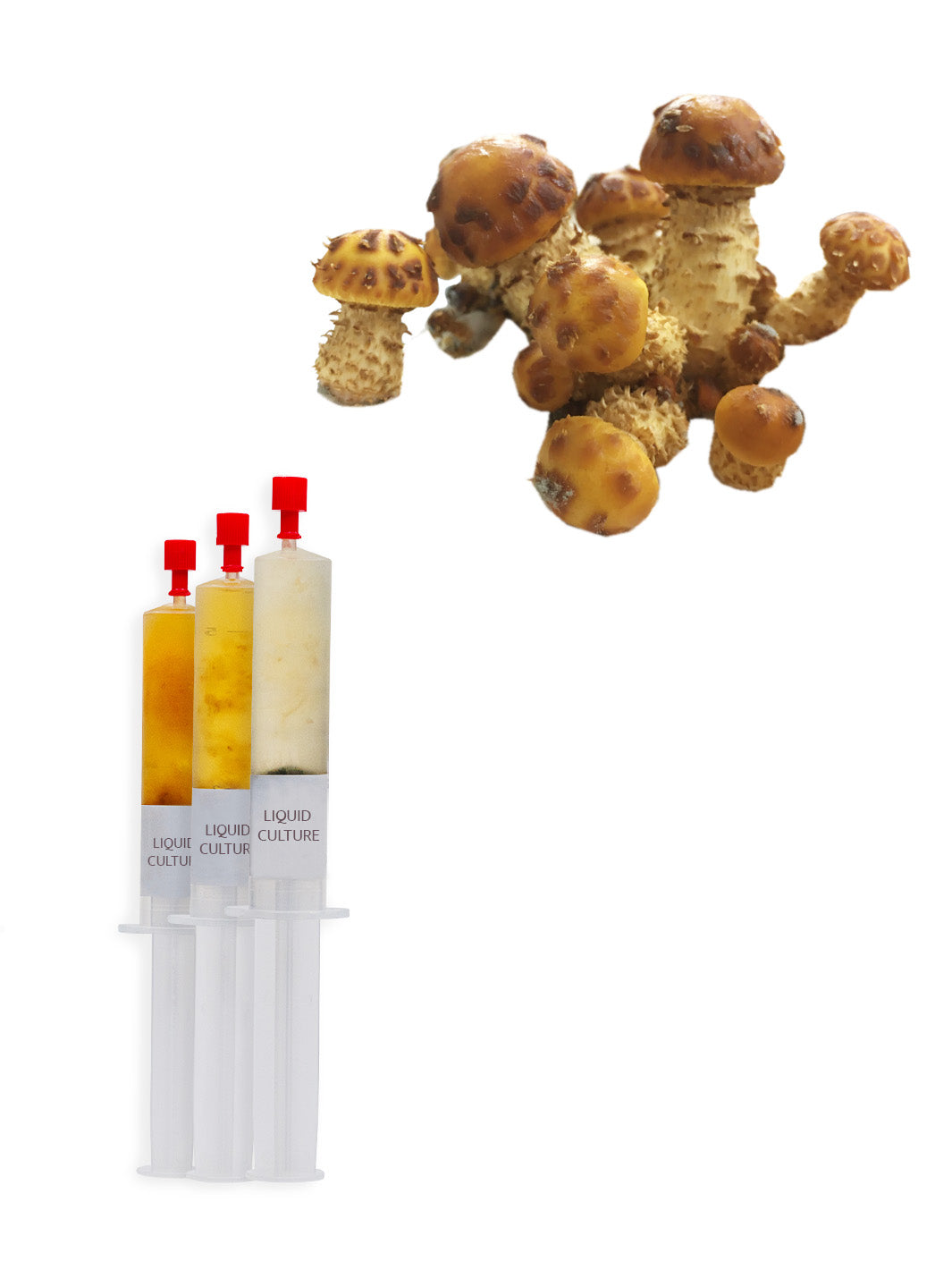 Slemmig tofsskivling - Flytande Mycel (Pholiota adiposa) Flytande Mycel (LC) Min butik