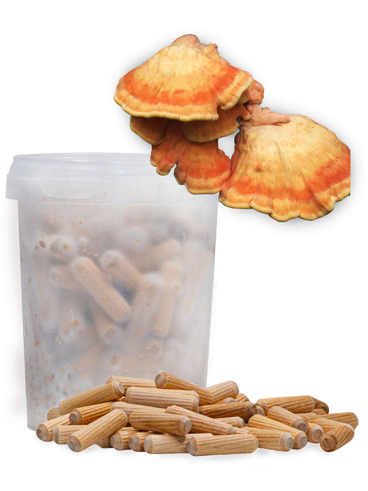 Svavelticka (chicken of the woods) - Mycelplugg (Laetiporus sulphureus) Mycelplugg Min butik