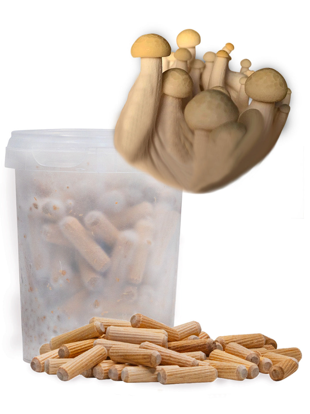 Shimeji - Mycelplugg (Hypsizygus tessulatus) Mycelplugg Min butik