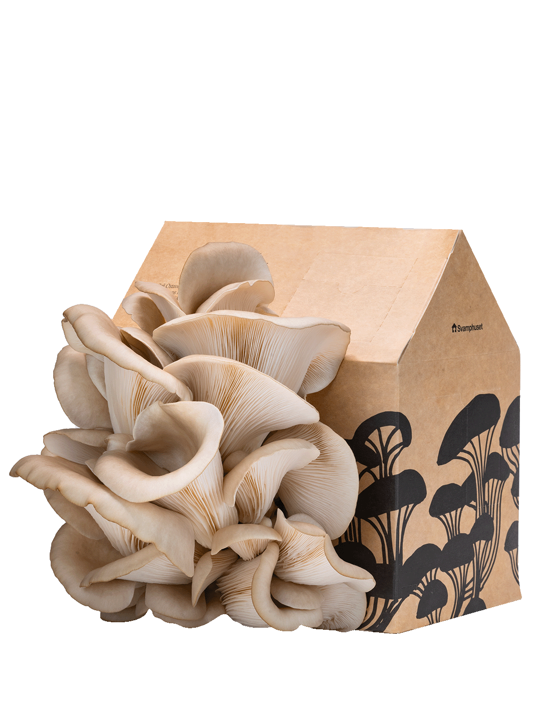 Svamphuset grå ostronskivling Svamphus Min butik kartongdesign