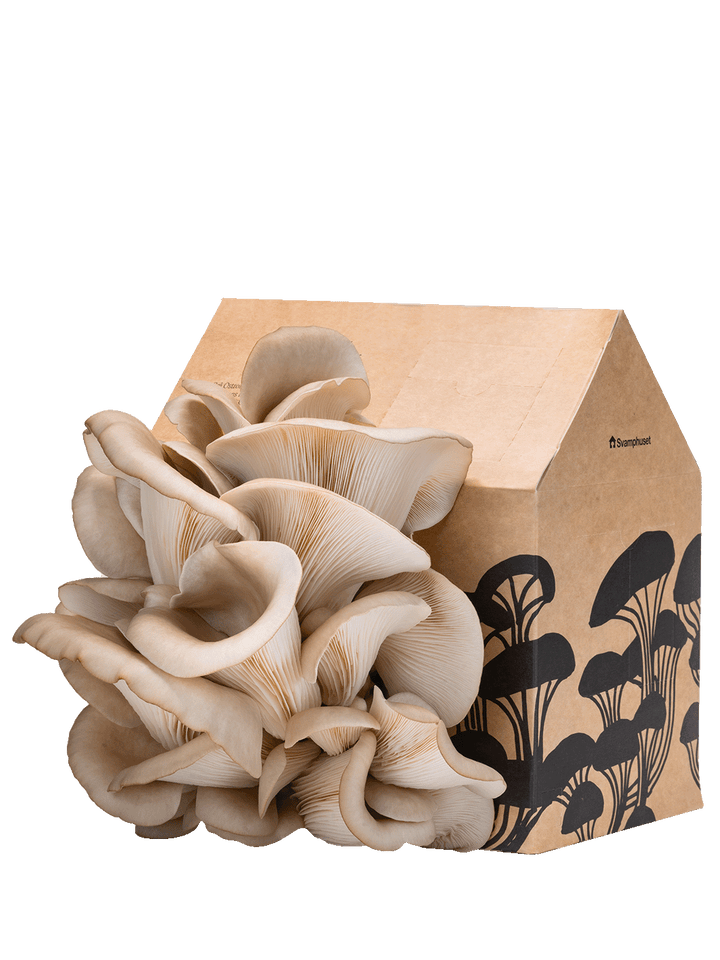 Svamphuset grå ostronskivling Svamphus Min butik kartongdesign