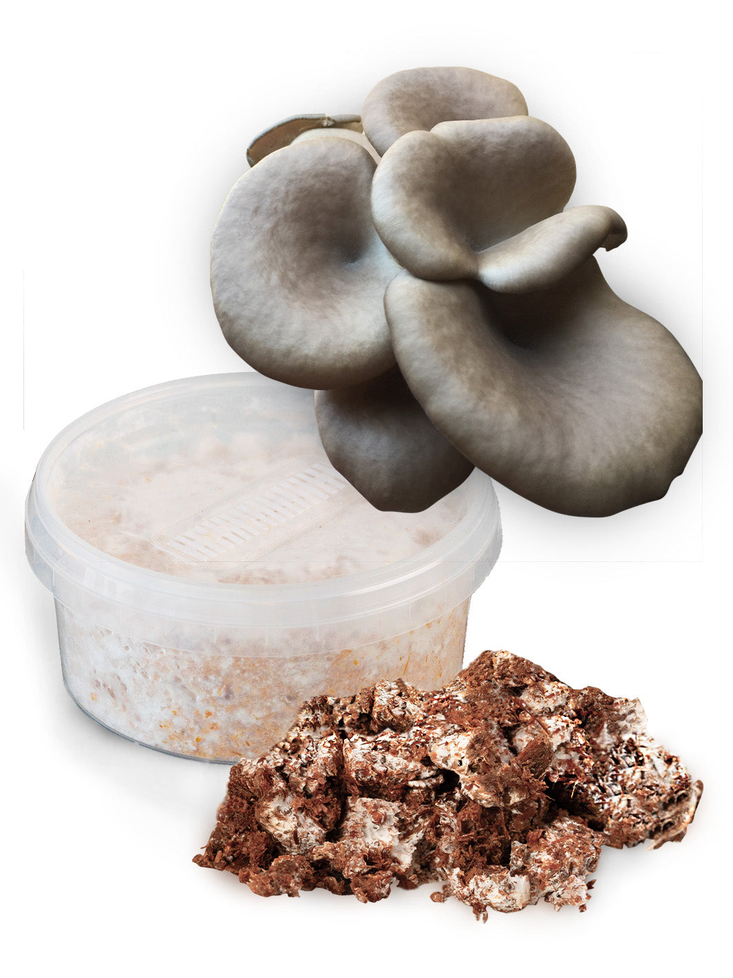 Chokladbrun ostronskivling (Pleurotus pulmonarius) - Snabbväxande mycel Snabbväxande mycel Min butik