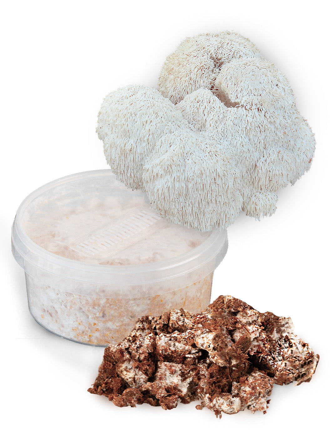 Igelkottstaggsvamp (Lions Mane) - Snabbväxande mycel (Hericium erinaceus) Snabbväxande mycel Min butik