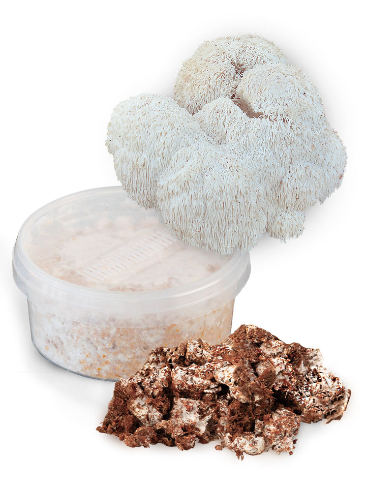 Igelkottstaggsvamp (Lions Mane) - Snabbväxande mycel (Hericium erinaceus) Snabbväxande mycel Min butik