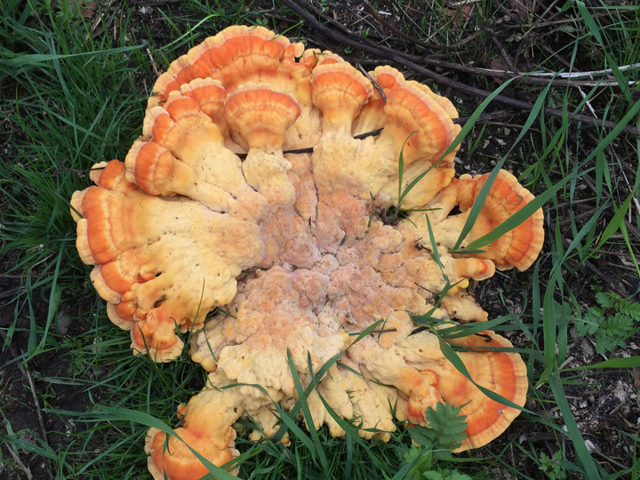 Svavelticka (chicken of the woods) - Mycelplugg (Laetiporus sulphureus) Mycelplugg Min butik