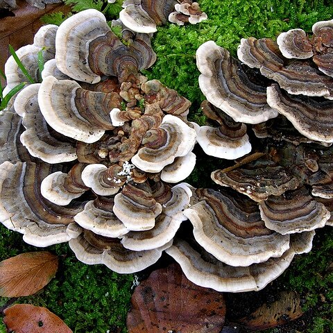 Sidenticka (Turkey tail) - Flytande Mycel (Trametes versicolor) Flytande Mycel (LC) Min butik