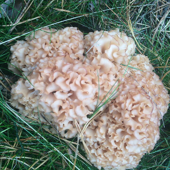 Blomkålssvamp (Sparassis crispa) - Mycelplugg Mycelplugg Min butik